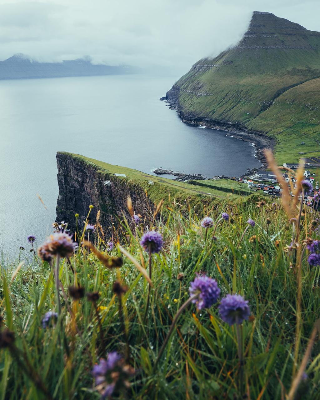 Stunning image of Flowers, nature, green grass, and mountains. In the Faroe Islands. Captured by Chris Eyre-Walker. 