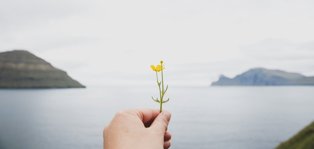 Image of a flower, with a stunning ocean backdrop of The Faroe Islands. Taken by Harriet Olafsdóttir av Gørðum / @byolafsdottir