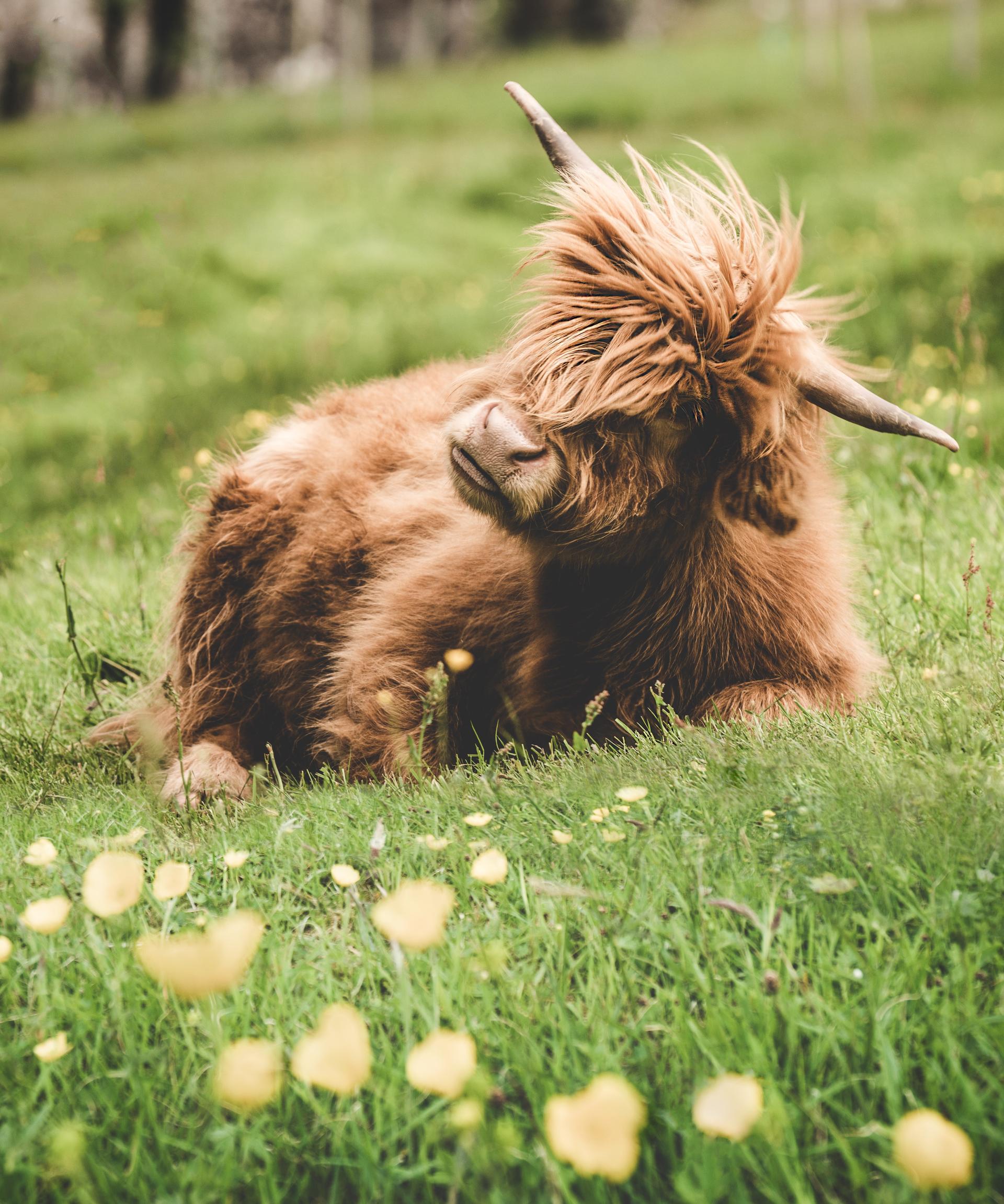 Hey everyone, @el.picko here again. If you’re lucky you may come across a highland cow in the Faroe Islands. They are unmistakably photogenic and generally very friendly. This young highland was definitely not shy and knew exactly what to do in front of the camera.